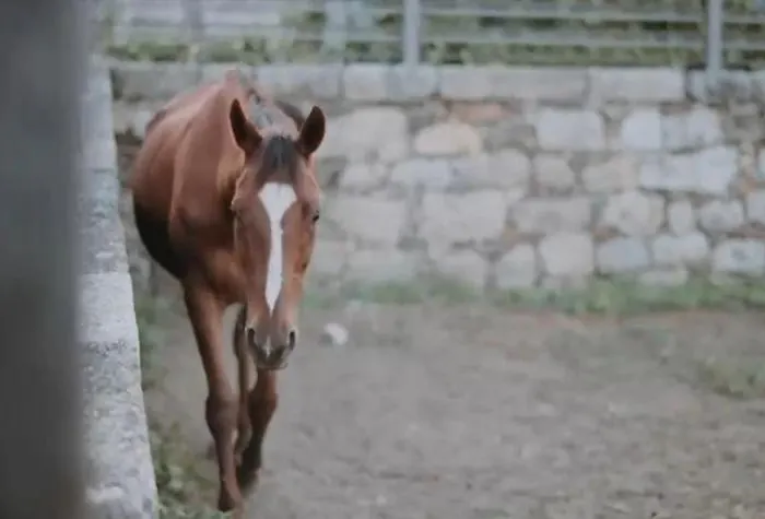 Ferienhaus Dalpendre - Turismo Em Espaco Rural Felgueiras