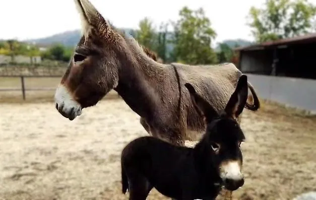 Ferienhaus Dalpendre - Turismo Em Espaco Rural Felgueiras